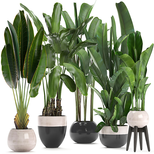 Plants 3D model